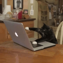 11418120_916481115081650_1720294891_n.gif